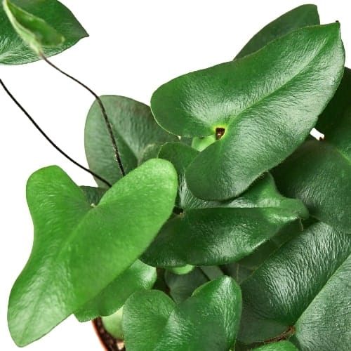 A plant with green leaves in a pot on a white background from the best garden center near me.