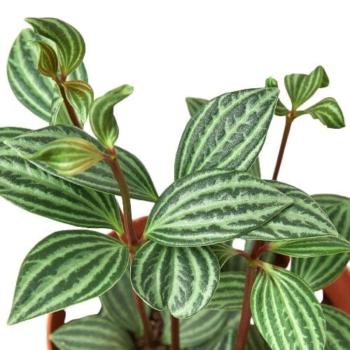 A white and green plant in a pot available at a nearby nursery or garden center.