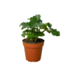 Keywords: plant nursery near me, best nursery near me
A small plant from a nearby plant nursery in a brown pot on a white background.