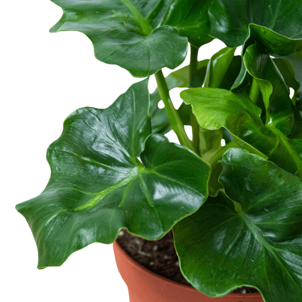 A green plant in a pot on a white background at the best nursery near me.