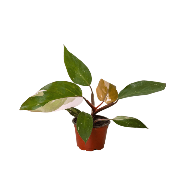 A small plant in a pot on a white background at a garden center near me.
