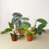 Four potted plants on a table in front of a white background, available at a plant nursery near me.