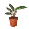 A small potted plant with red and green leaves available at a nearby garden center.
