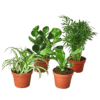 Four potted plants on a table in a plant nursery near me.