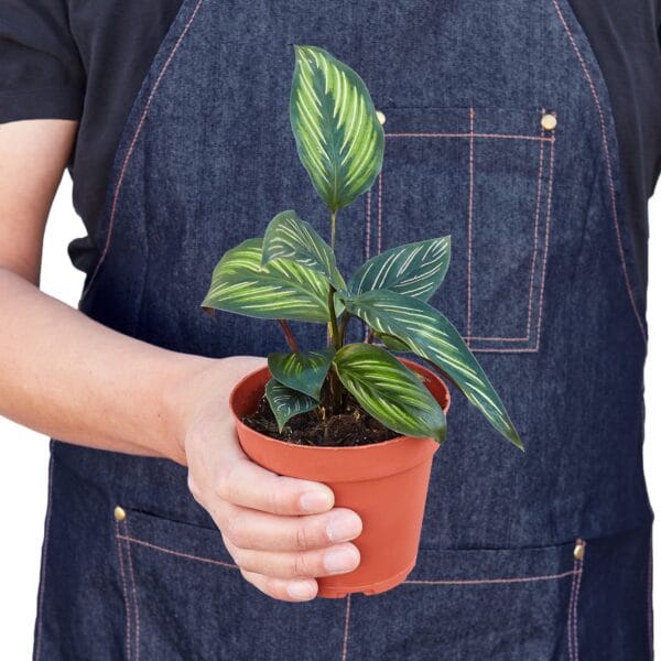 A man holding a potted plant in an apron at the best plant nursery near me.
