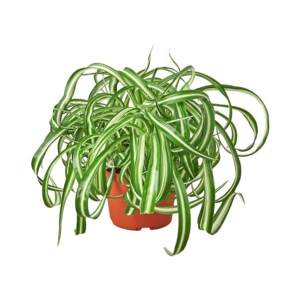 A snake plant in a pot on a white background at a garden center near me.