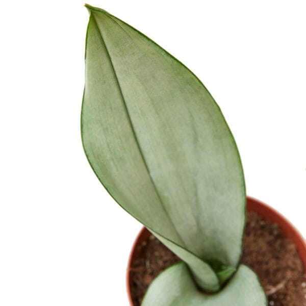 A (green) plant in a pot on a white background.