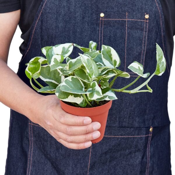 A man is holding a potted plant at a garden center.