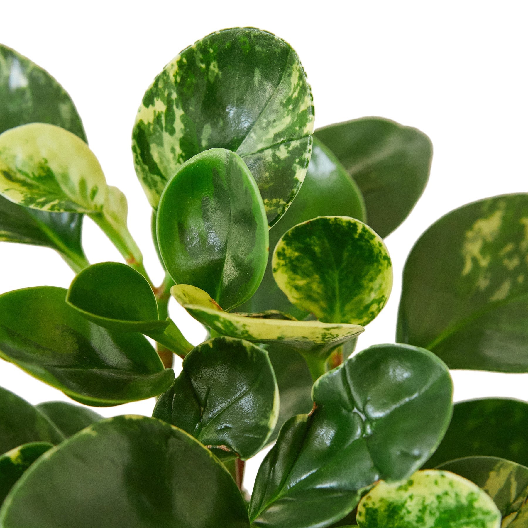 A plant with green leaves on a white background found at the best nursery near me.