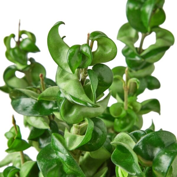 A close up of a plant with green leaves found at one of the best garden nurseries near me.