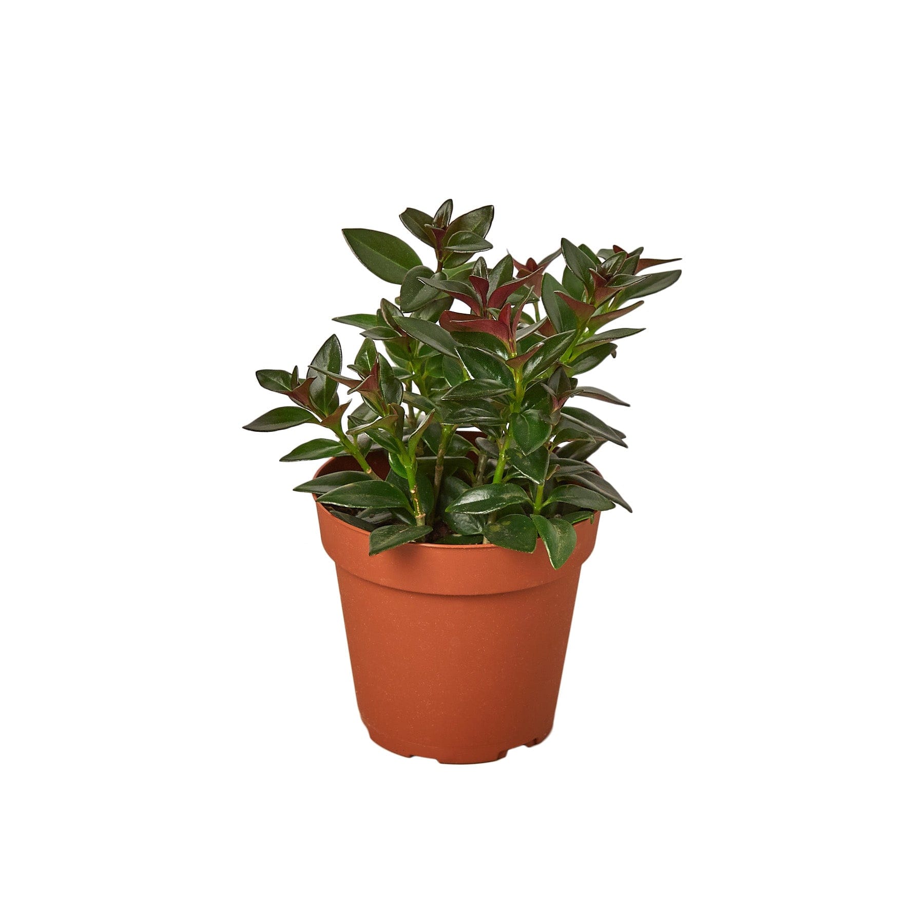 Nematanthus Goldfish Plant