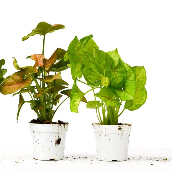 Two potted plants on a white surface at the best nursery near me.