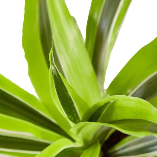 A close up of a green plant against a white background at one of the best plant nurseries near me.