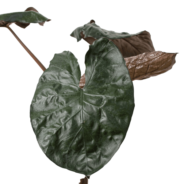 A plant with large leaves on a white background available at the best garden center near me.
