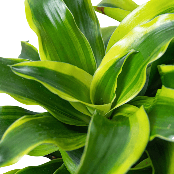 A close up of a green plant.
