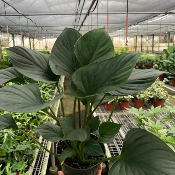 A person holding a potted plant in one of the best garden nurseries near me.