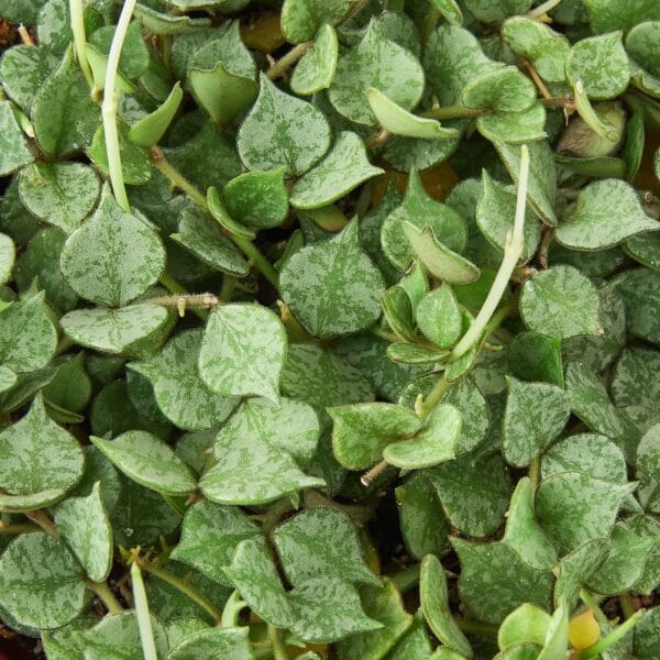 A close up of a plant with green leaves at one of the top plant nurseries near me.