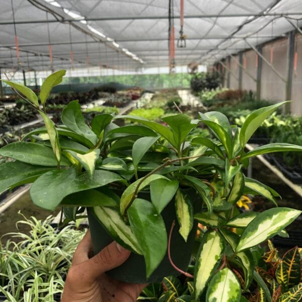 A person holding a plant at one of the top garden centers near me.