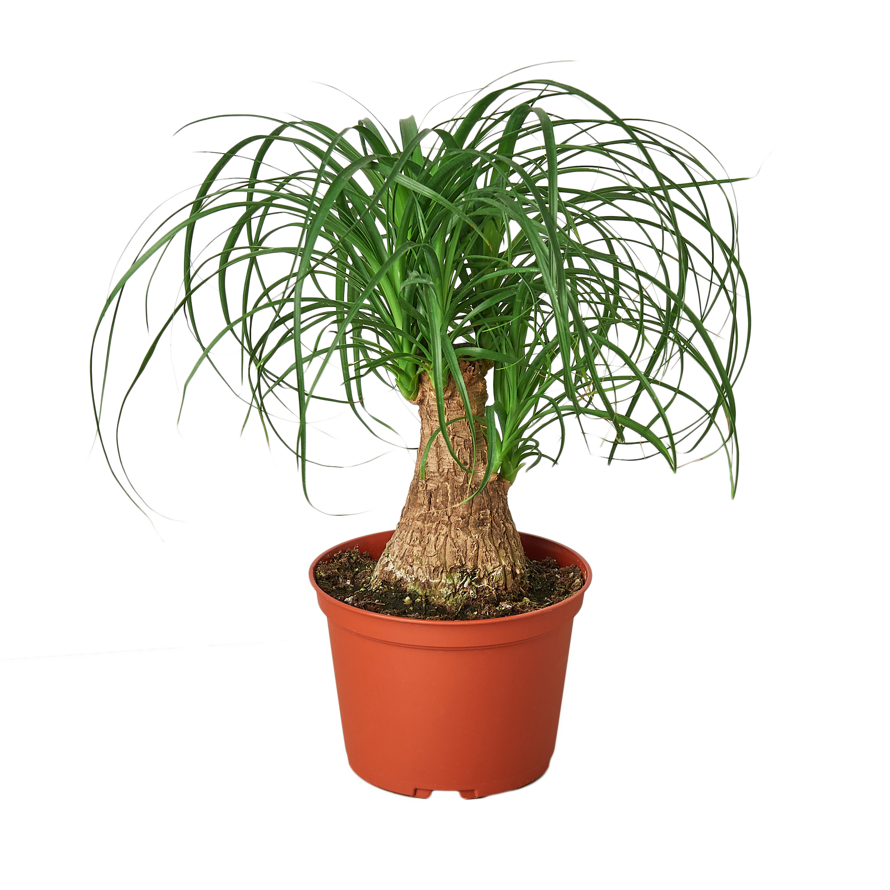 A small plant in a red pot on a garden center table.