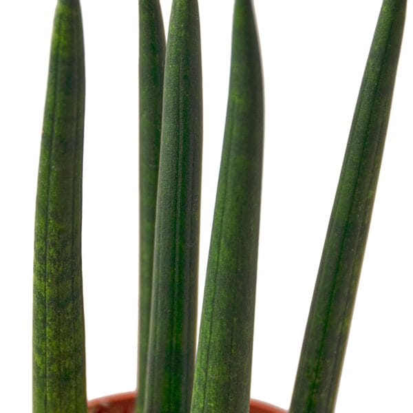 Group of green plants in a pot at the best garden center near me.