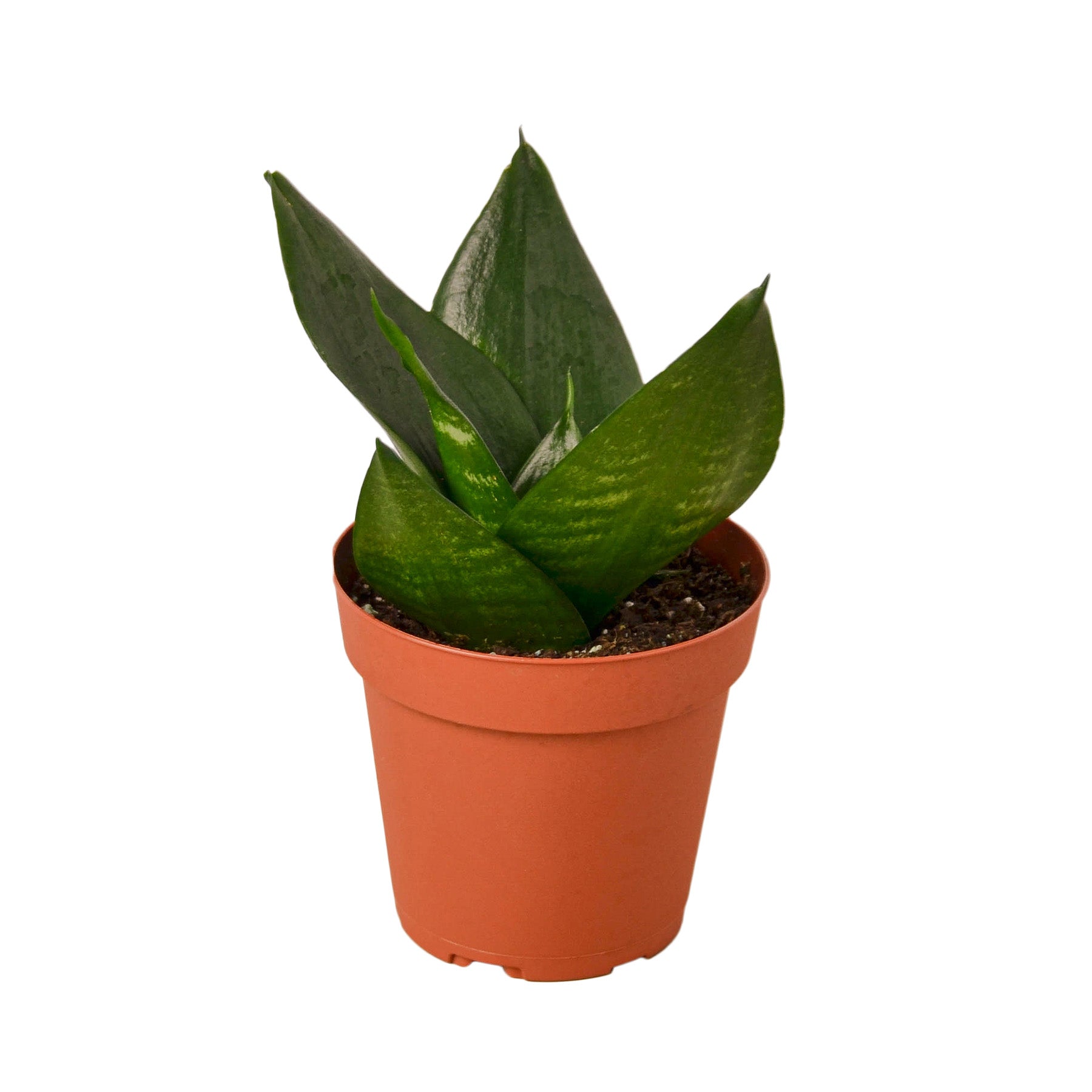 A small plant in a pot.