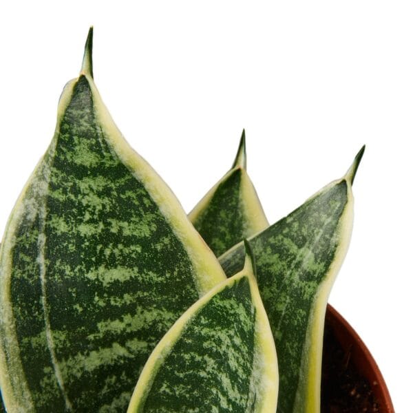 A snake plant in a pot on a white background.