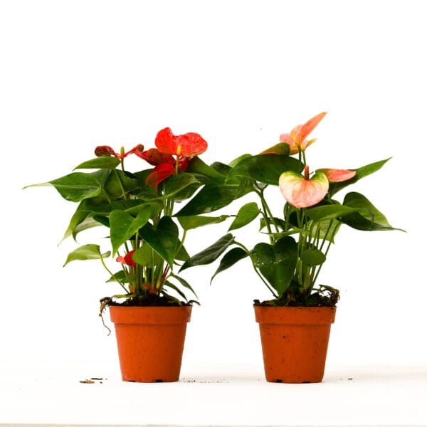 Two potted plants on a white surface at the best garden center near me.