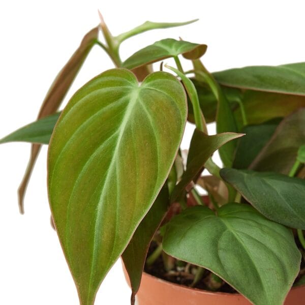 A plant in a pot on a white background from the best nursery near me.
