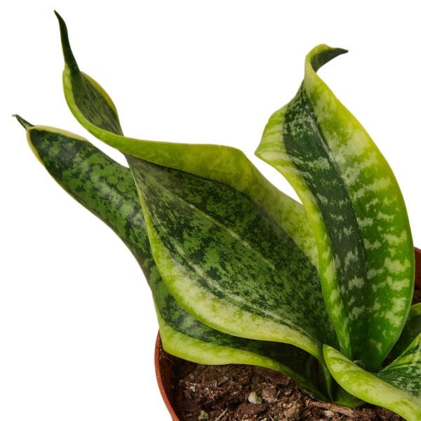 A snake plant in a pot on a white background at the best nursery near me.