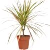 A plant in a pot on a white background from one of the best plant nurseries near me.