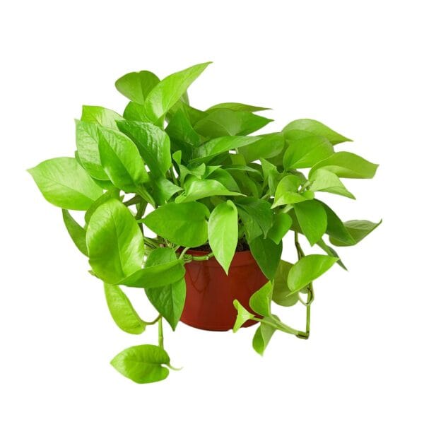A green plant in a pot.