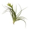 A small air plant on a white background from the best garden center near me.