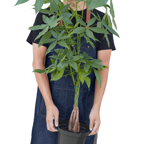 A woman holding a potted plant near me.