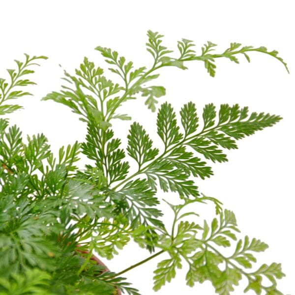 Ferns in a nursery pot on a white background.