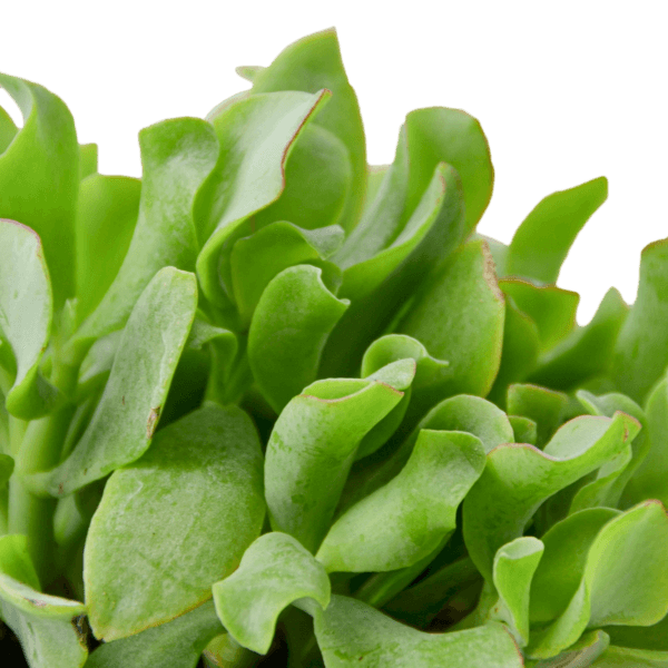 A close up of a plant at the best garden center near me.