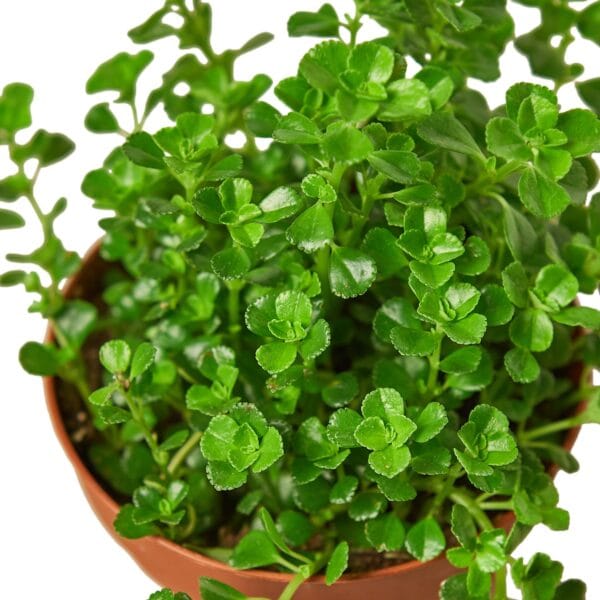 A small plant in a pot on a white background available at the best nursery near me.