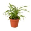 A small plant in a pot on a background.