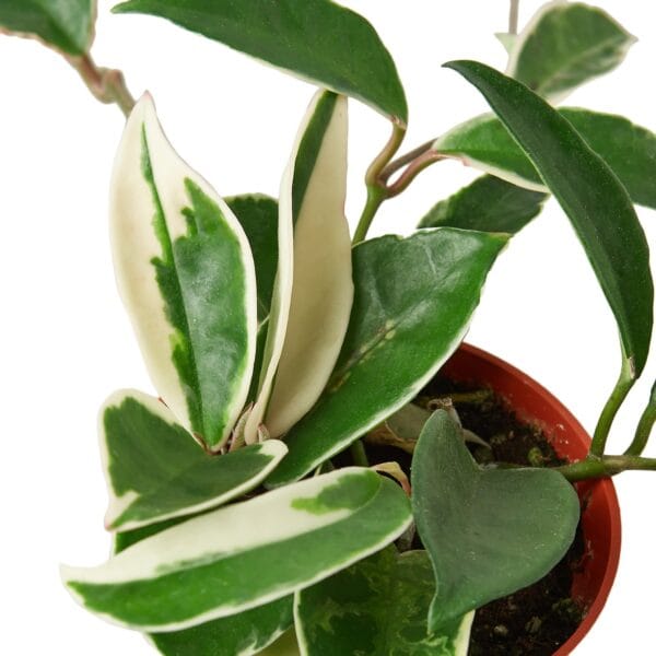 A top plant nursery near me offers a plant with white and green leaves potted in a red pot.