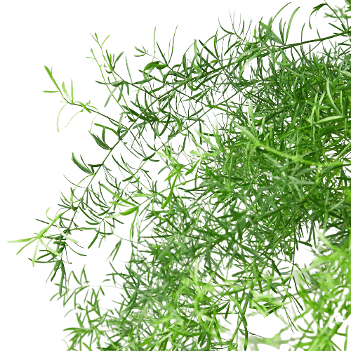 A close up of a green plant on a black background.