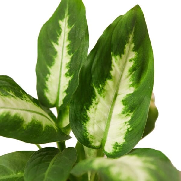 A plant with green and white leaves on a white background, available at a top garden nursery near me.
