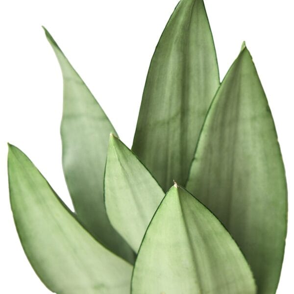 Aloe vera plant in a pot on a white background sold at a garden center near me.