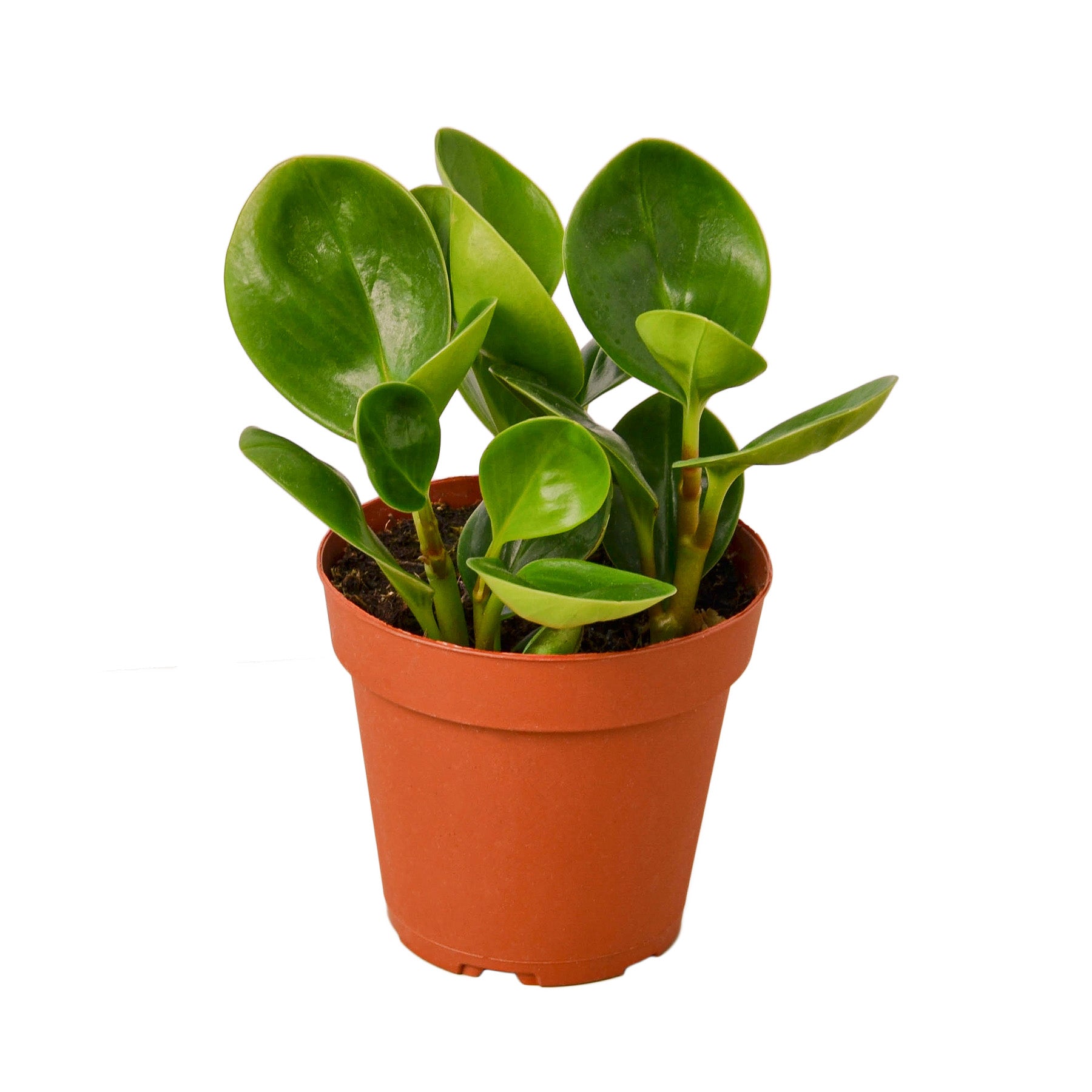 A small plant in a pot.