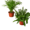 Two potted plants on a black background at a garden center or nursery.