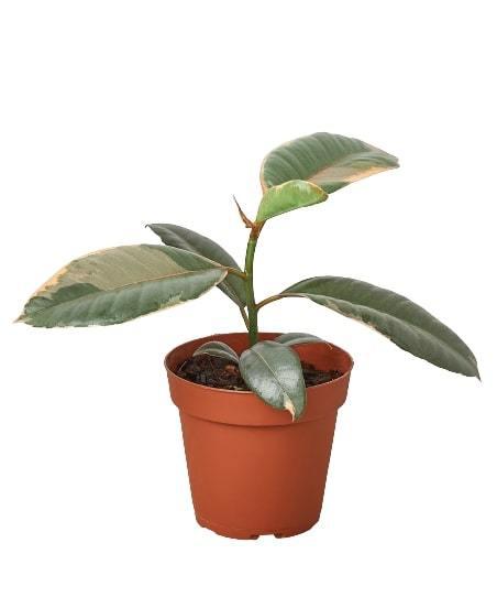 A plant in a pot displayed on a white background showcased at the best nursery near me.