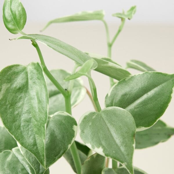 A plant in a pot on a table at a garden center near me.