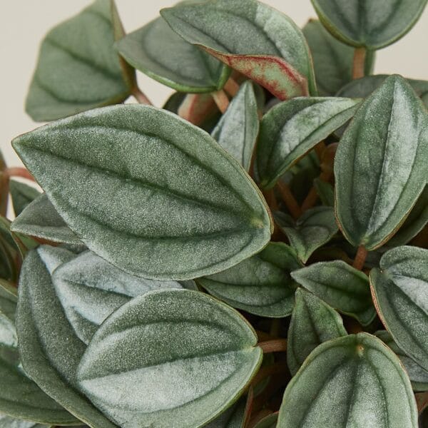 A close up of a plant with green leaves at the best garden center near me.