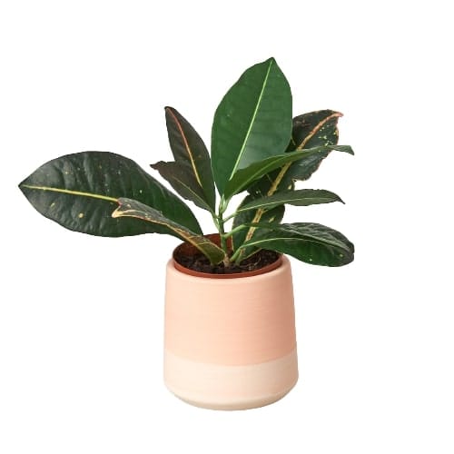 A plant in a pink pot on a white background at the best garden nursery near me.
