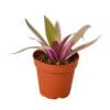 A purple plant in a pot on a white background at the best nursery near me.