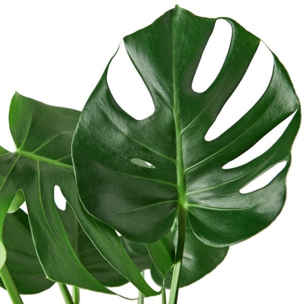 Two monstera leaves on a white background at a garden center near me.
