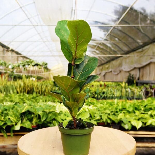 A potted fiddle leaf fig tree sits on a table in a greenhouse at the best garden center near me.